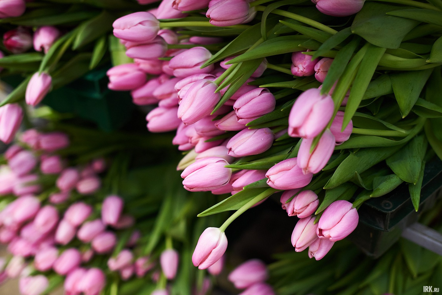 Ожидаемый объём готовой продукции – не менее миллиона двухсот тысяч тюльпанов.