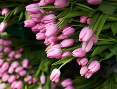 Ожидаемый объём готовой продукции – не менее миллиона двухсот тысяч тюльпанов.