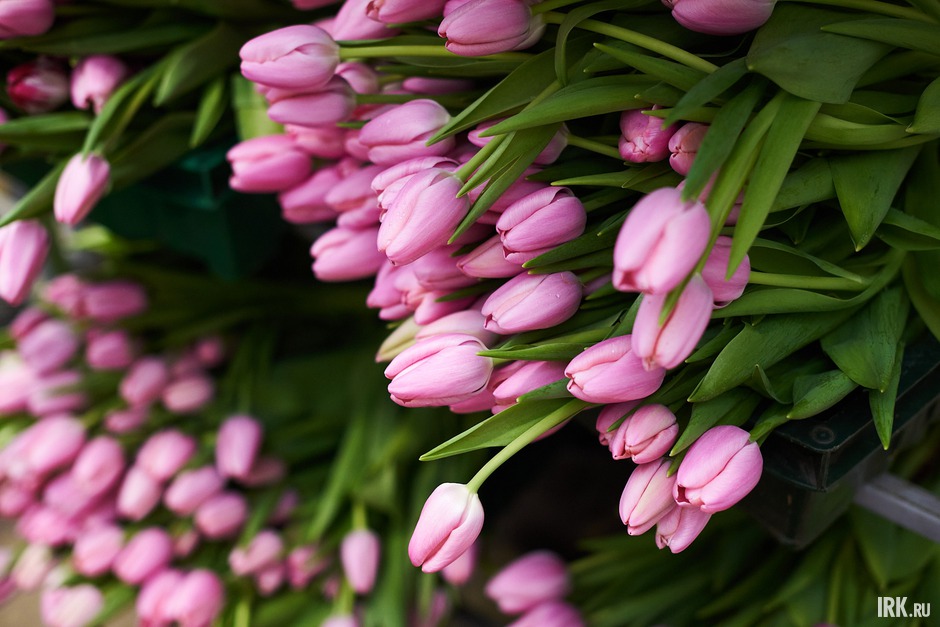 Ожидаемый объём готовой продукции – не менее миллиона двухсот тысяч тюльпанов.