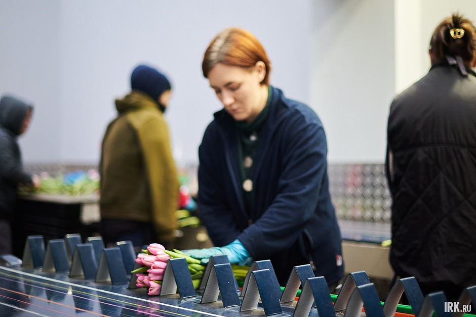 Производительность линии составляет до пяти тысяч бутонов в час.