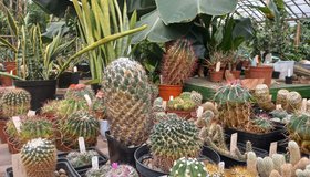 Обзорные экскурсии по оранжереям Ботанического сада ИГУ