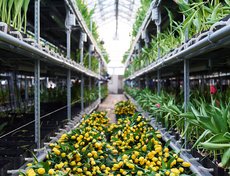 После 8 Марта площади теплиц будут заняты однолетней рассадой, которую в июне высадят на городские клумбы Иркутска.