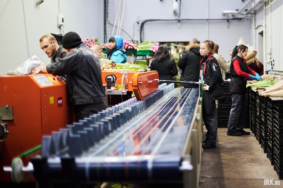 В январе 2026 года в тепличном хозяйстве установили многофункциональную линию по обрезке и обвязке цветов.