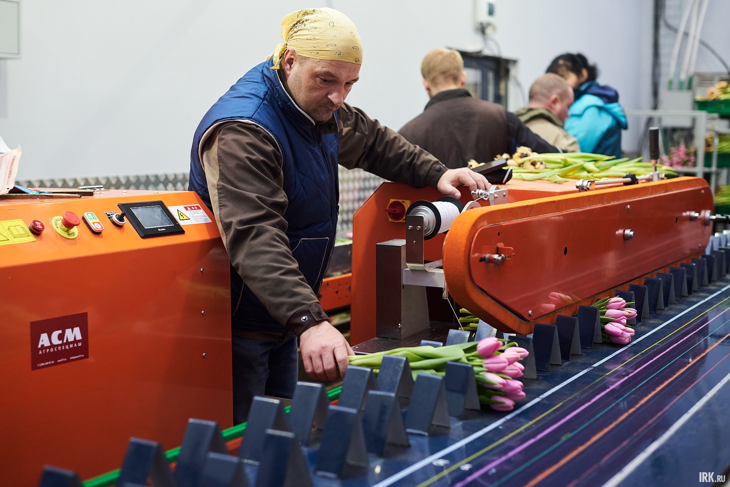 Линия выполняет несколько функций: отделяет луковицу от стебля, удаляет лишние листья,  формирует пучок и обвязывает его.
