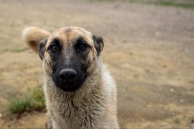 Собака. Фото из архива IRK.ru