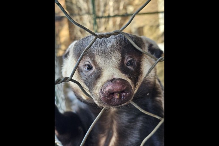 Барсук. Фото Иркутского зоосада