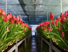 К 8 Марта на предприятии «Горзеленхоз» в Иркутске заложили порядка полутора миллионов луковиц.