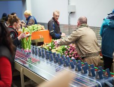 Оборудование может работать как с тюльпанами различных сортов, так и с прочей цветочной продукцией, выращиваемой в теплицах: розы, лилии, хризантемы и другие.