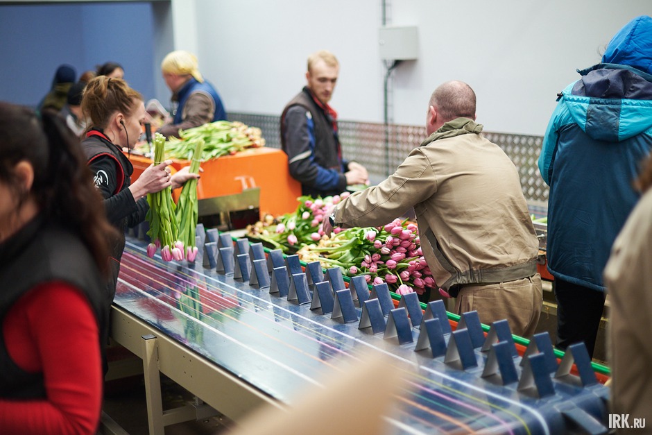 Оборудование может работать как с тюльпанами различных сортов, так и с прочей цветочной продукцией, выращиваемой в теплицах: розы, лилии, хризантемы и другие.