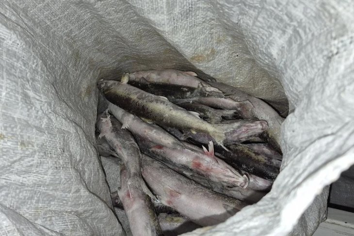 Омуль. Фото пресс-службы ГУ МВД по Республике Бурятия