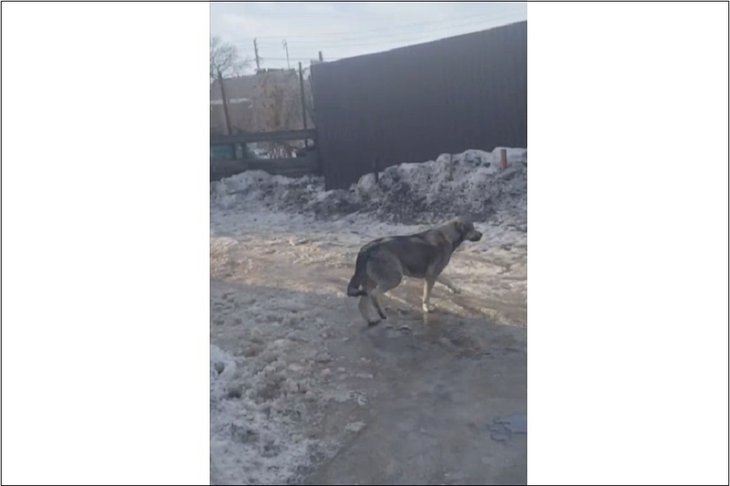 Бродячая собака в СНТ «Березка». Скриншот видео местной жительницы Анны Стрекаловской
