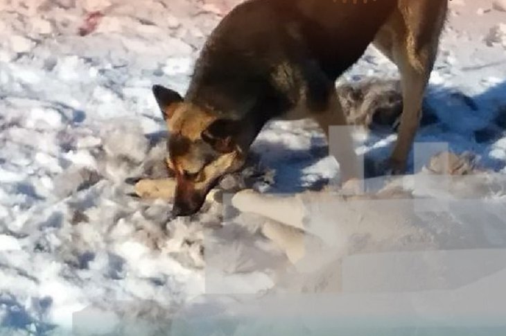 Собака. Фото отдела охраны территорий ФГБУ «Заповедное Прибайкалье»