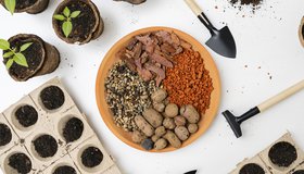 Интересные культуры для сада и огорода. О семенах и не только