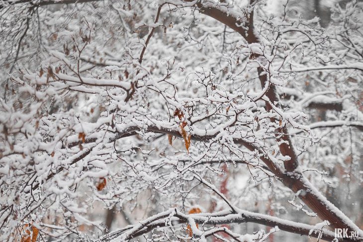 Снег. Фото Маргариты Романовой, IRK.ru