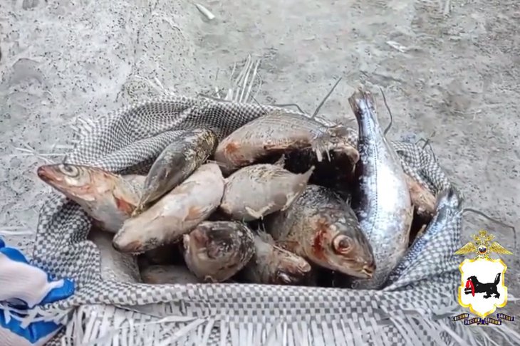 Омуль. Скриншот видео ГУ МВД России по Иркутской области