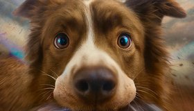 Космическая собака Лида