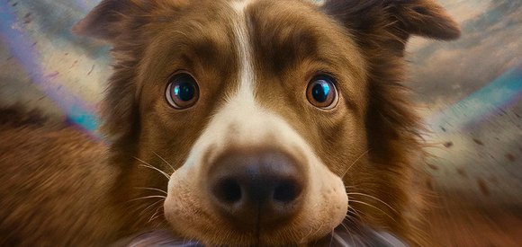 Космическая собака Лида