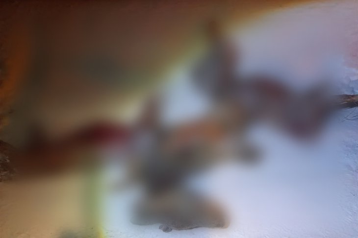 Косули. Фото из телеграм-канала «Охотнадзор-38»