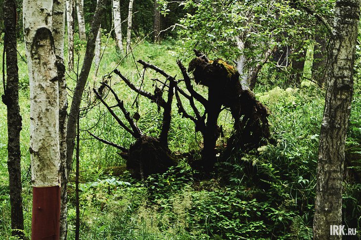 Лес. Фото Маргариты Романовой, IRK.ru
