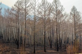 Лес. Фото из архива IRK.ru