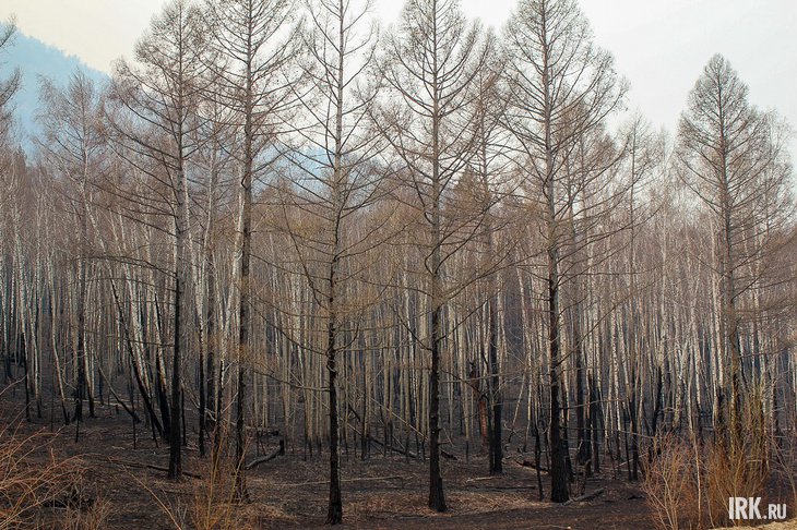 Лес. Фото из архива IRK.ru