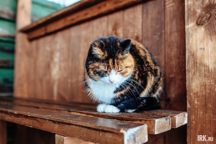 Кошка. Фото из архива IRK.ru