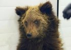 Медвежонок. Фото из канала «К-9» в МАХ