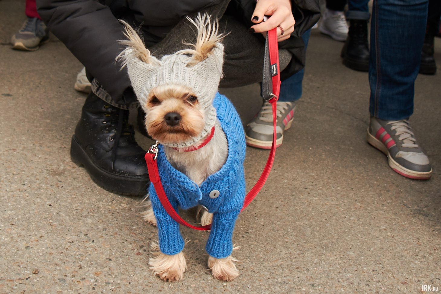 Собака. Фото: Маргарита Романова, архив IRK.ru