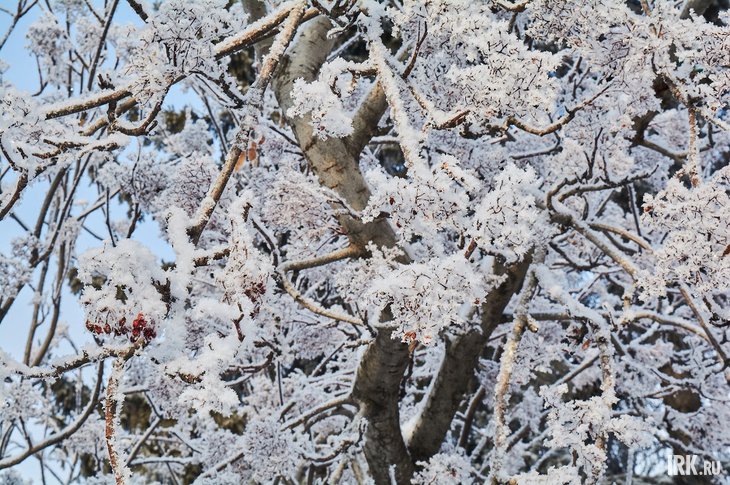 Заснеженное дерево. Фото Маргариты Романовой, IRK.ru