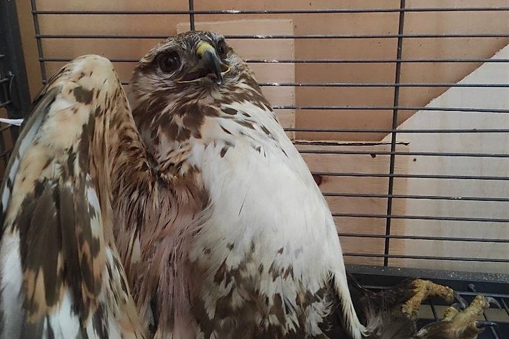 Мохноногий курганник. Фото охотнадзора Приангарья