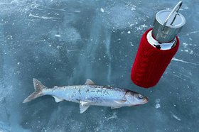 Омуль. Фото IRK.ru