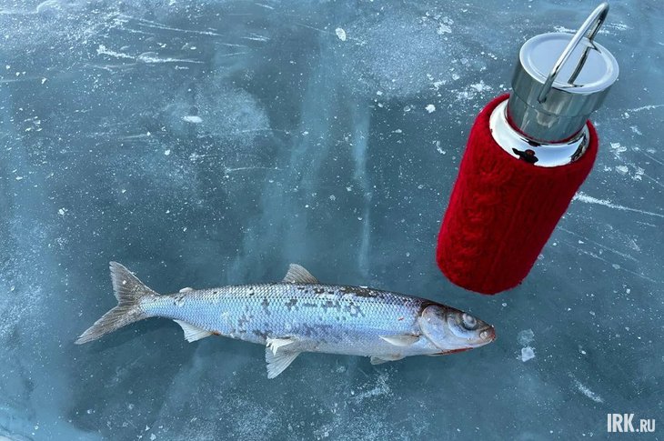 Омуль. Фото IRK.ru