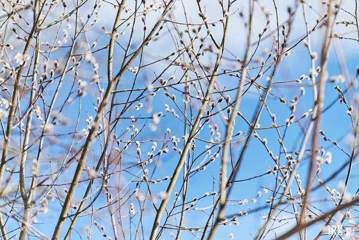 Весна в Иркутске. Фото Маргариты Романовой, IRK.ru