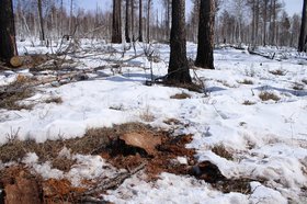 Лес. Фото ГУ МВД России по Иркутской области