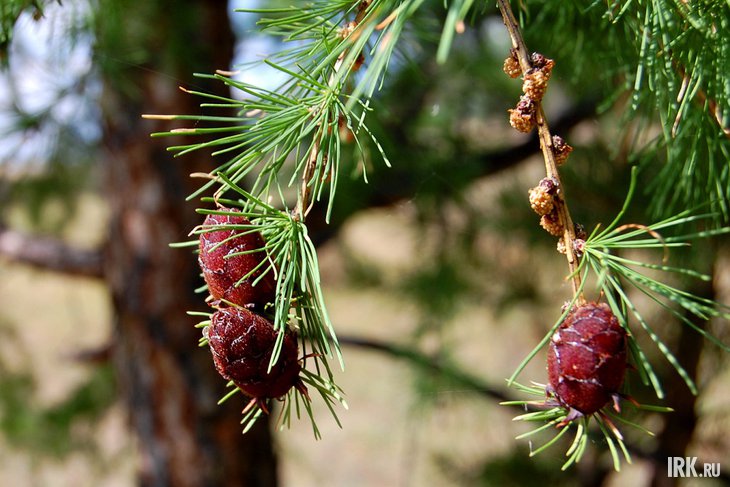 Лиственница. Фото Елены Алексеевой из архива IRK.ru