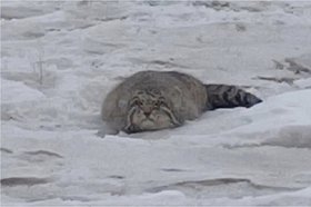 Манул. Фото с сайта arigus.tv