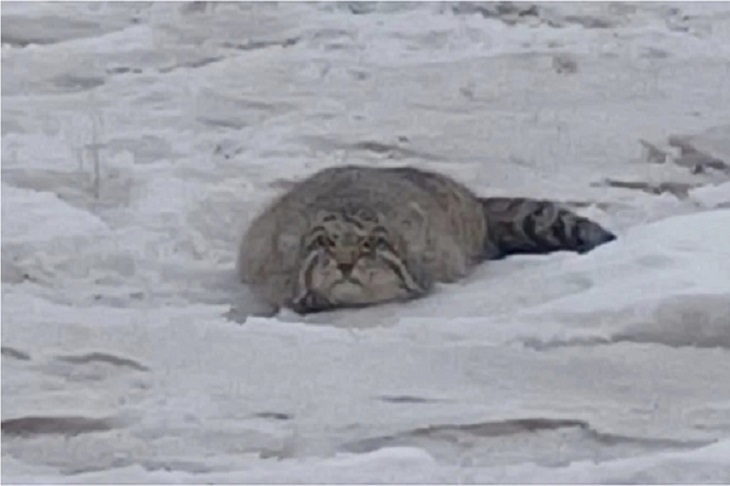 Манул. Фото с сайта arigus.tv