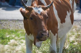 Корова. Фото Маргариты Романовой, IRK.ru