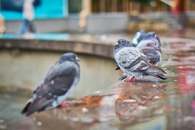 Голуби. Фото Маргариты Романовой, IRK.ru