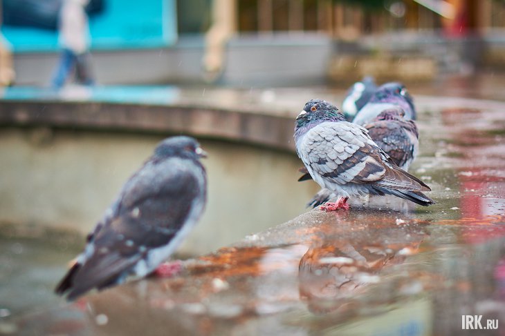 Голуби. Фото Маргариты Романовой, IRK.ru