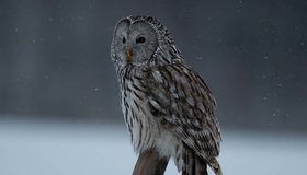 Экологическое мероприятие «День птиц»