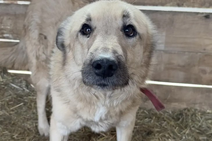 Собака, в которую стреляли. Фото ГУ МВД России по Иркутской области