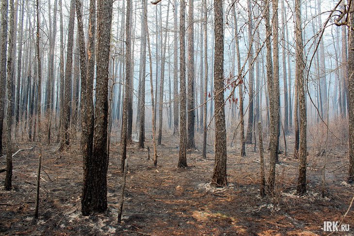 Лес. Фото из архива IRK.ru