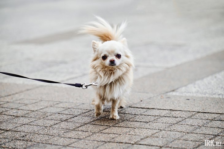 Собака на поводке. Фото Маргариты Романовой, IRK.ru