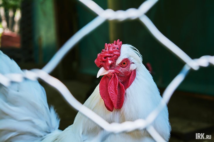 Курица. Фото Маргариты Романовой, IRK.ru