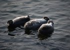 Нерпы. Фото со страницы Фонда «Озеро Байкал» в соцсети «ВКонтакте»