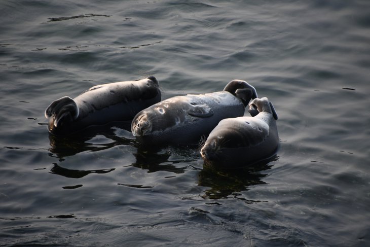 Нерпы. Фото со страницы Фонда «Озеро Байкал» в соцсети «ВКонтакте»