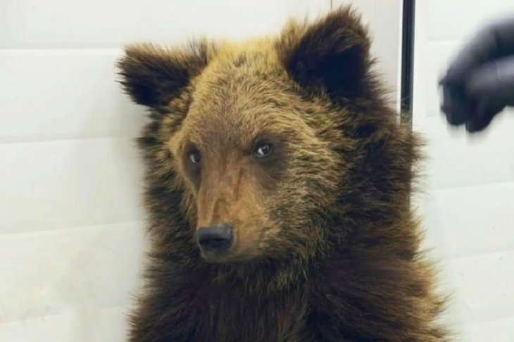 Медвежонок. Фото из канала «К-9» в МАХ Медвежонок. Фото из канала «К-9» в МАХ