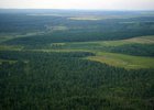 Лес. Фото пресс-службы правительства Иркутской области
