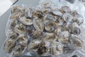 Мускусные железы кабарги. Фото пресс-службы Иркутской таможни